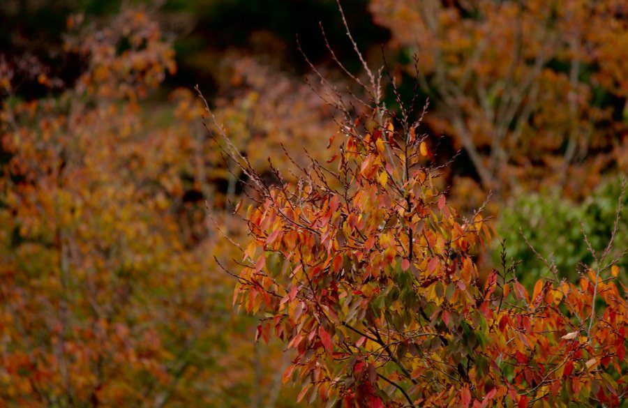 Autumn foliage in a Japanese garden